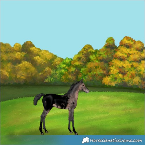 Horse Color:Void Platinum Brown Tobiano Appaloosa Rabicano 