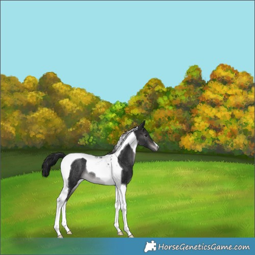Horse Color:Gray Platinum Brown Dun Tobiano Rabicano 
