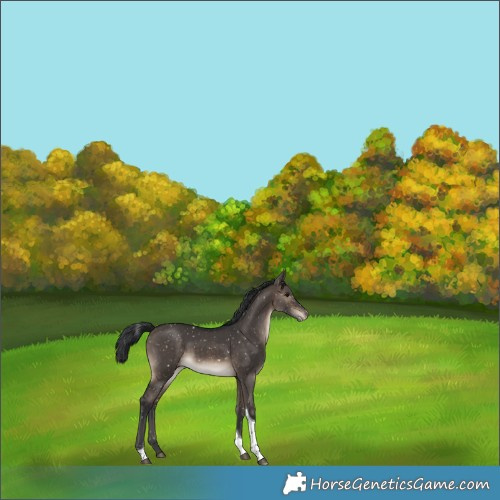 Horse Color:Brown Dun Tobiano Appaloosa Rabicano 