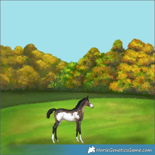 Horse Color:Gray Bay Dun Frame Rabicano 