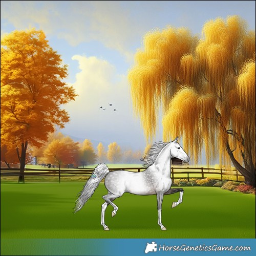 Horse Color:Gray Brown Splash Rabicano