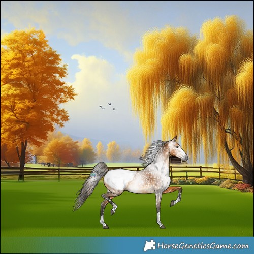 Horse Color:Gray Buckskin Appaloosa Rabicano 