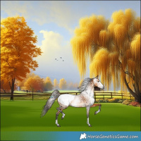 Horse Color:Gray Buckskin Appaloosa Rabicano