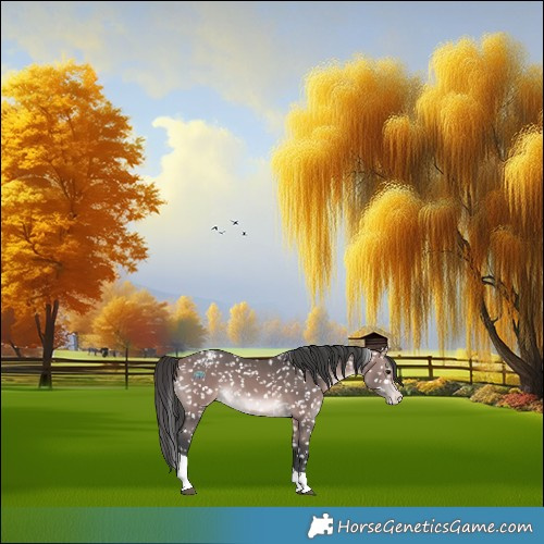 Horse Color:Platinum Bay Tobiano Appaloosa 