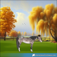 Horse Color:Platinum Bay Tobiano Appaloosa 