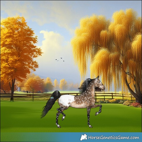 Horse Color:Gray Brown Dun Appaloosa 