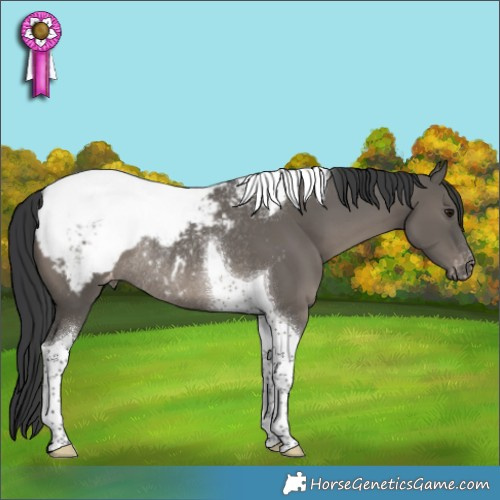 Horse Color:Grullo Tobiano Appaloosa Rabicano