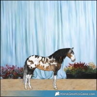 Horse Color:Gray Buckskin Splash Near Leopard 