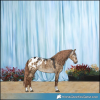 Horse Color:Gray Liver Red Dun Appaloosa Brindle 