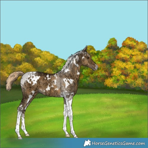 Horse Color:White Spotted Chocolate Palomino Ice Dun Tobiano 