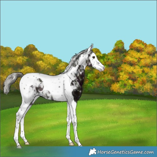 Horse Color:Midnight Liver Chestnut Ice Mushroom Splash Tobiano 