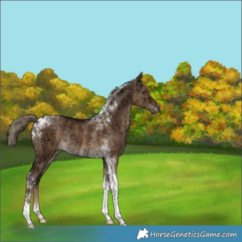 Horse Color:Gray Liver Red Dun Ice Mushroom Tobiano Rabicano 