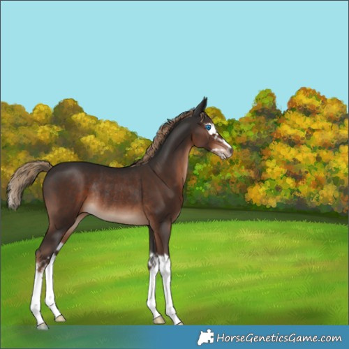 Horse Color:Liver Chestnut Splash Rabicano 