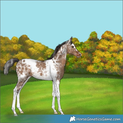 Horse Color:White Spotted Liver Red Dun Splash Tobiano Rabicano 