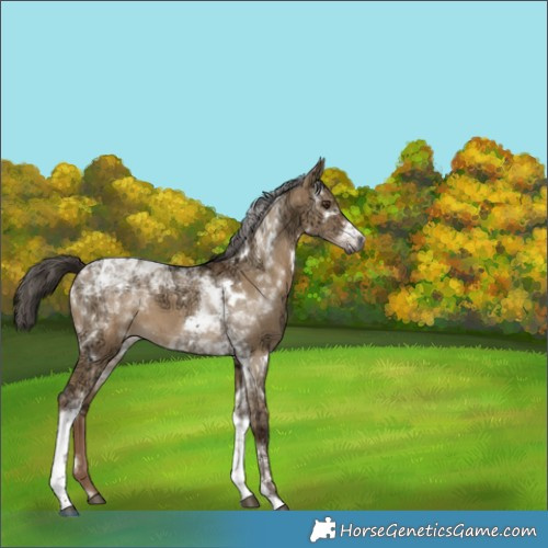 Horse Color:Gray White Spotted Liver Red Dun Ice Tobiano Brindle 