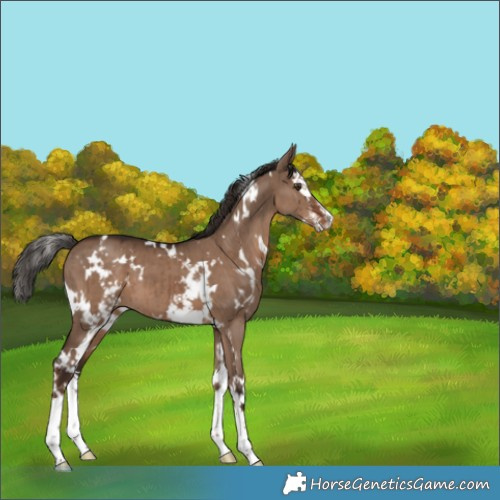 Horse Color:White Spotted Liver Red Dun Splash Brindle 