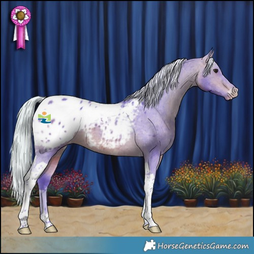 Horse Color:Watercolor Silver Bay Tobiano Appaloosa 