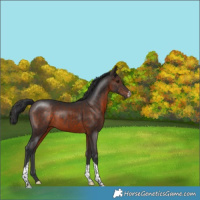 Horse Color:Brown Sabino Tobiano