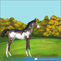 Horse Color:Brown Dun Sabino Frame