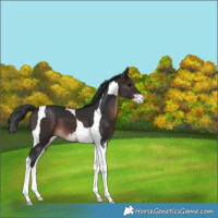 Horse Color:Brown Sabino Tobiano