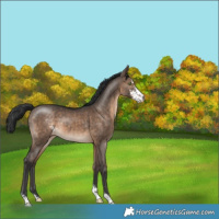 Horse Color:Brown Dun Sabino