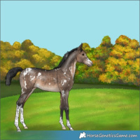 Horse Color:White Spotted Brown Dun Sabino