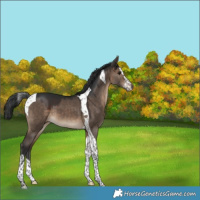 Horse Color:Brown Dun Sabino Tobiano