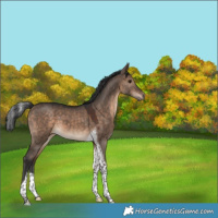 Horse Color:Brown Dun Tobiano