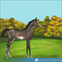 Horse Color:Brown Dun Sabino Frame