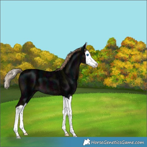 Horse Color:Midnight Liver Chestnut Ice Splash 