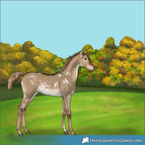 Horse Color:Gray White Spotted Liver Red Dun 