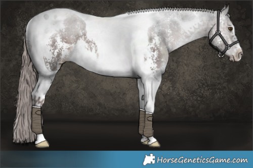Horse Color:Platinum Liver Chestnut Sabino Tobiano Rabicano 