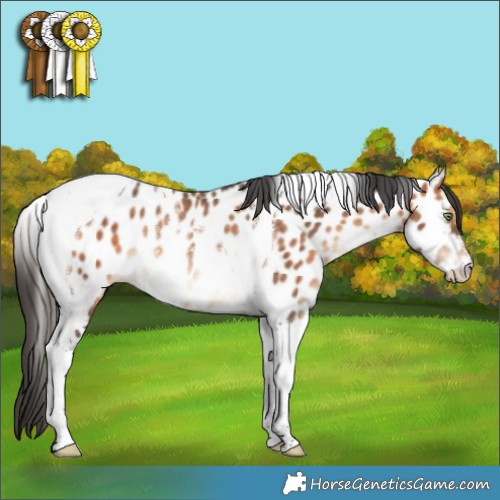 Horse Color:Bay Tobiano Appaloosa Rabicano 