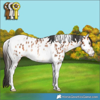 Horse Color:Bay Tobiano Appaloosa Rabicano 