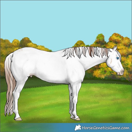Horse Color:White Spotted Red Dun Splash