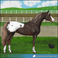 Horse Color:Liver Chestnut Appaloosa