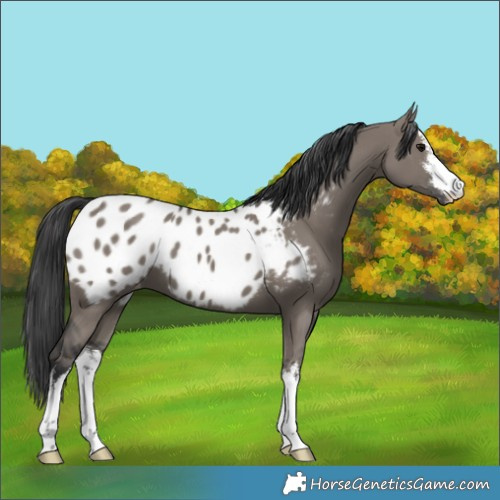 Horse Color:White Spotted Grullo Appaloosa 