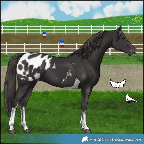 Horse Color:White Spotted Smoky Black Tobiano Appaloosa 
