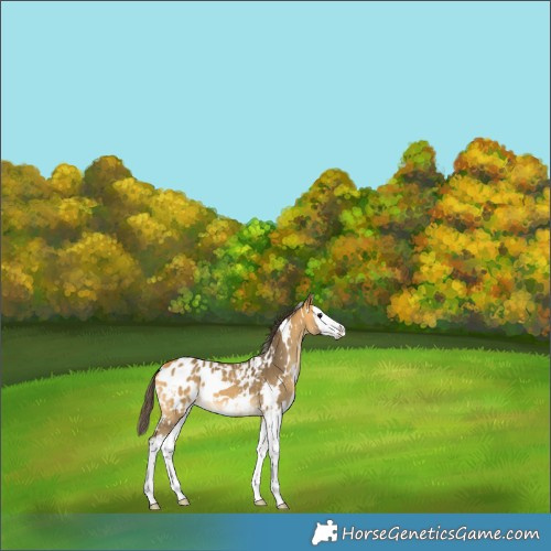 Horse Color:White Spotted Buckskin Splash Appaloosa 