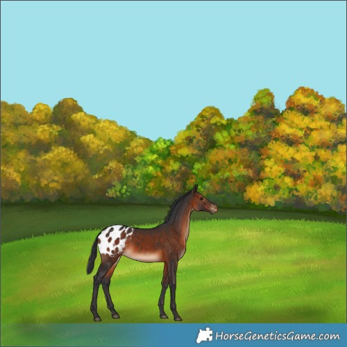 Horse Color:Brown Appaloosa 