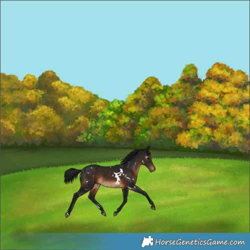 Horse Color:Gray White Spotted Brown Appaloosa 
