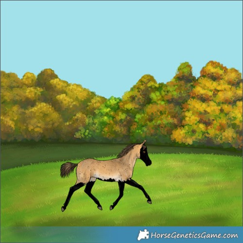 Horse Color:Void Buckskin Splash Appaloosa 