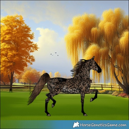 Horse Color:Void Bay Dun Splash Appaloosa 