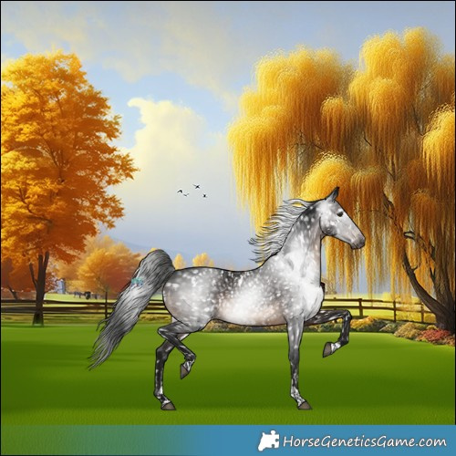 Horse Color:Gray White Spotted Brown Tobiano Appaloosa