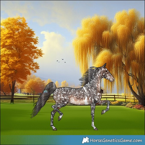 Horse Color:Brown Tobiano Appaloosa 