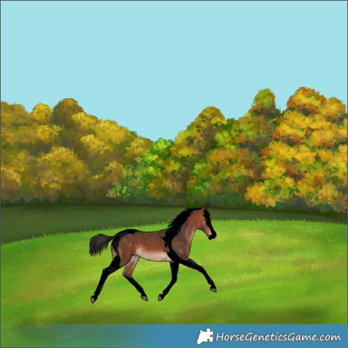 Horse Color:Void Bay Splash Tobiano Appaloosa 