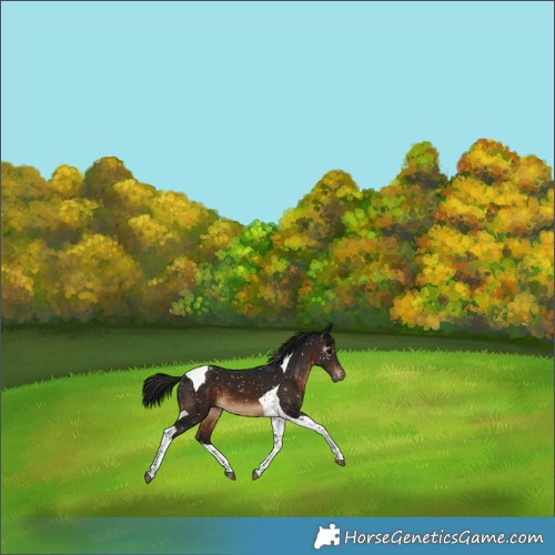 Horse Color:Gray Brown Tobiano Appaloosa 
