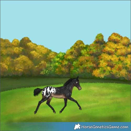 Horse Color:Gray Brown Blanket 