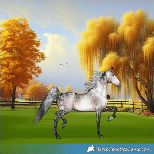 Horse Color:Gray White Spotted Brown Appaloosa