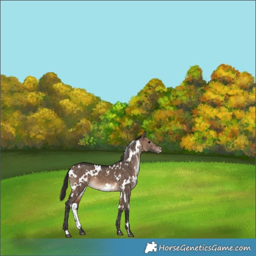 Horse Color:White Spotted Brown Dun Appaloosa 